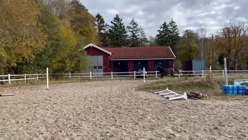 Hoppning hästar till salu: Cryst A llized Vanel  i Fjärås - Video 2