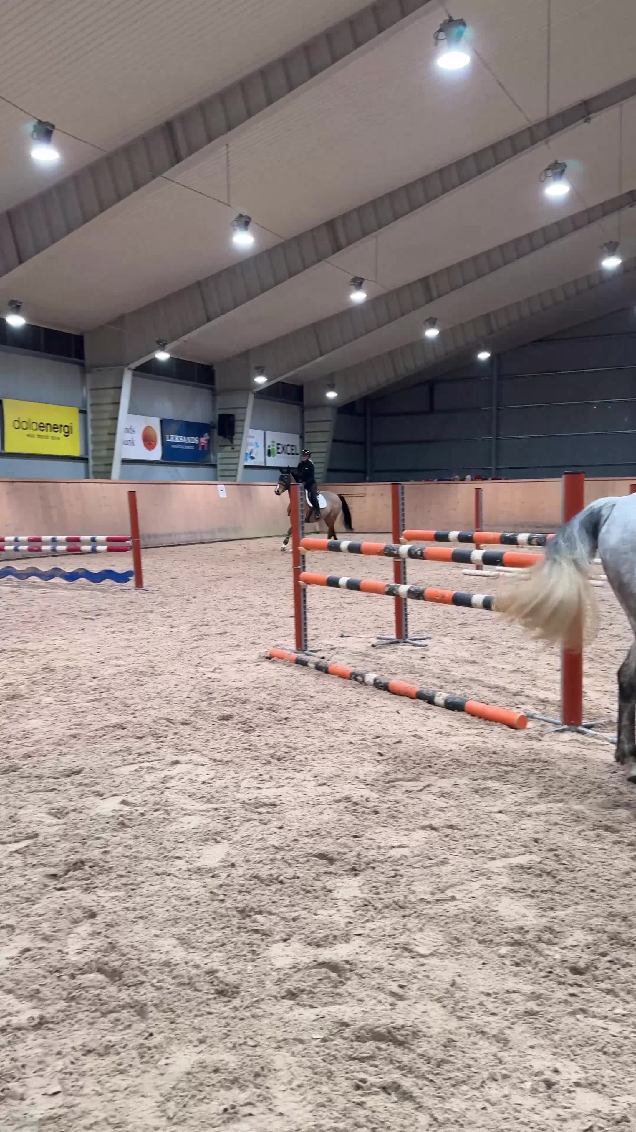 Hoppning hästar till salu: Lovande 6-årigt sto för framtiden  - Video 1