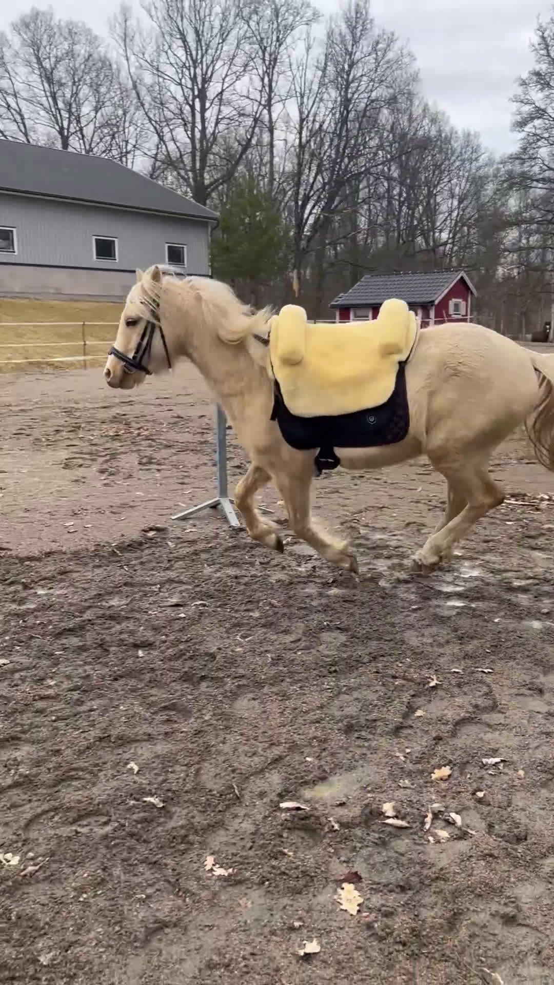 Allround hästar till salu: Söt ponny redo för framtiden i Broaryd - Video 1