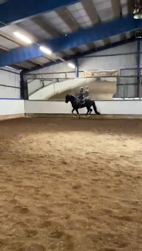 Dressyr hästar till salu: Trevlig häst för framtiden - Video 3