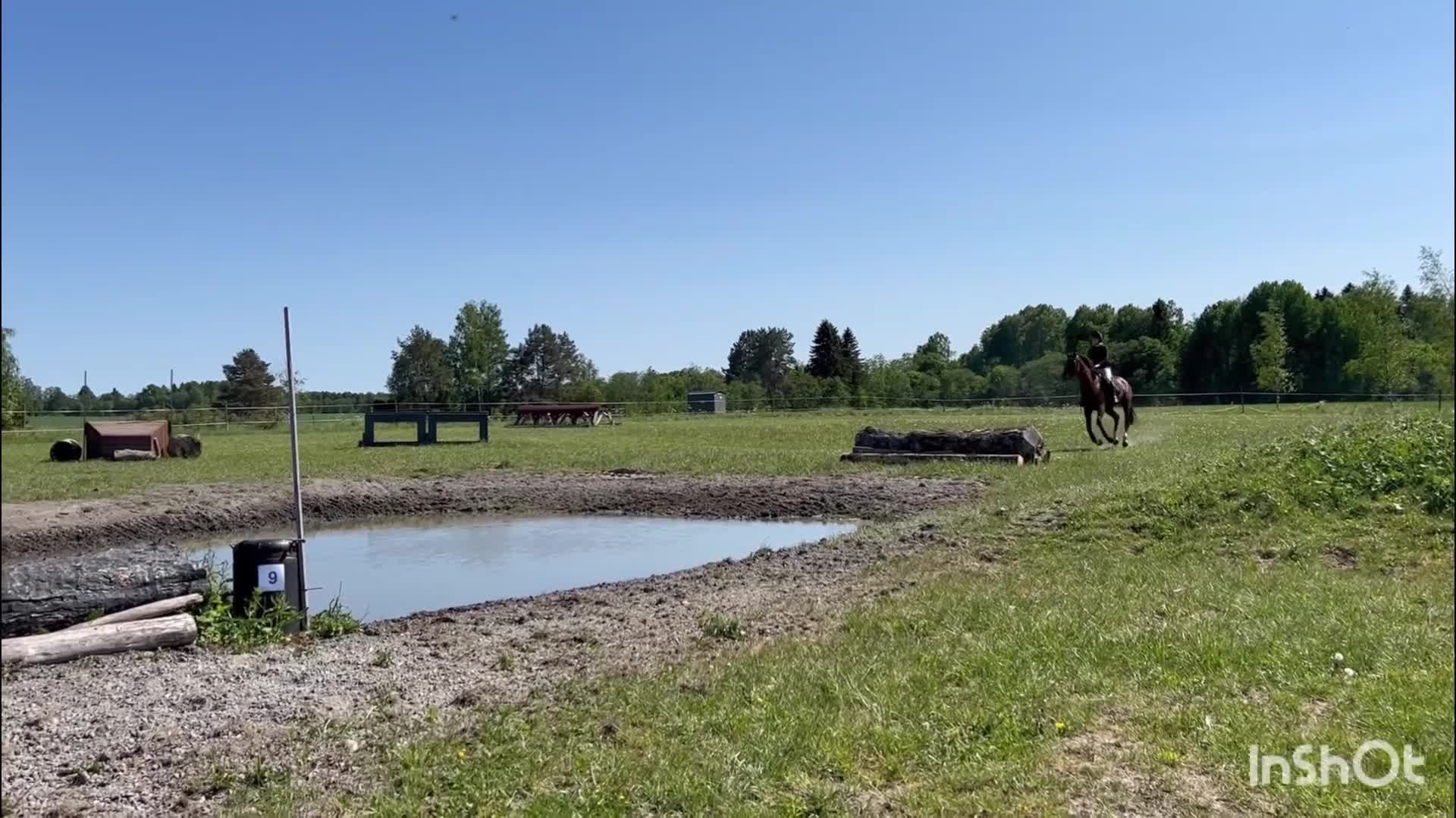 Hoppning hästar till salu: Världens finaste bästavän!  - Video 1