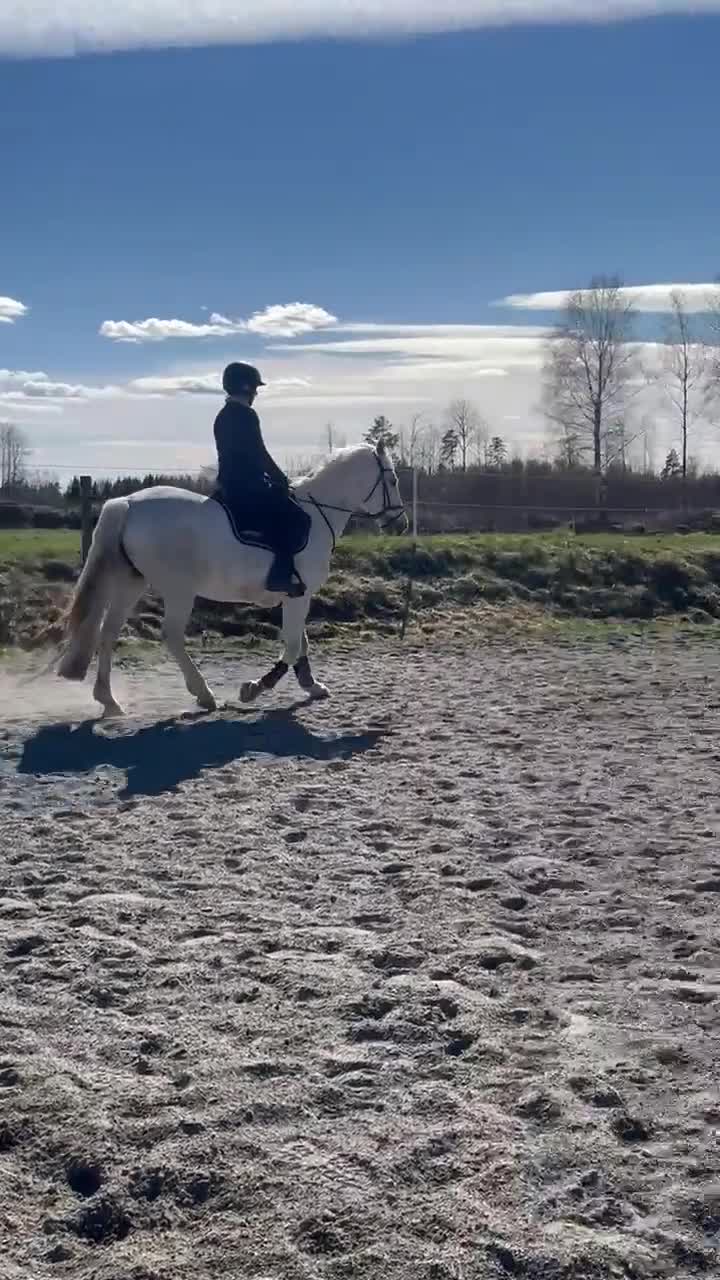 Sällskap hästar till salu: Fantastisk fin mor-dotter häst ❤️ - Video 3