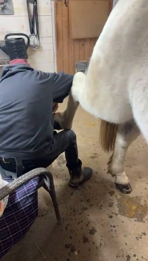 Allround hästar till salu: C-ponny till rätt hem  - Video 2
