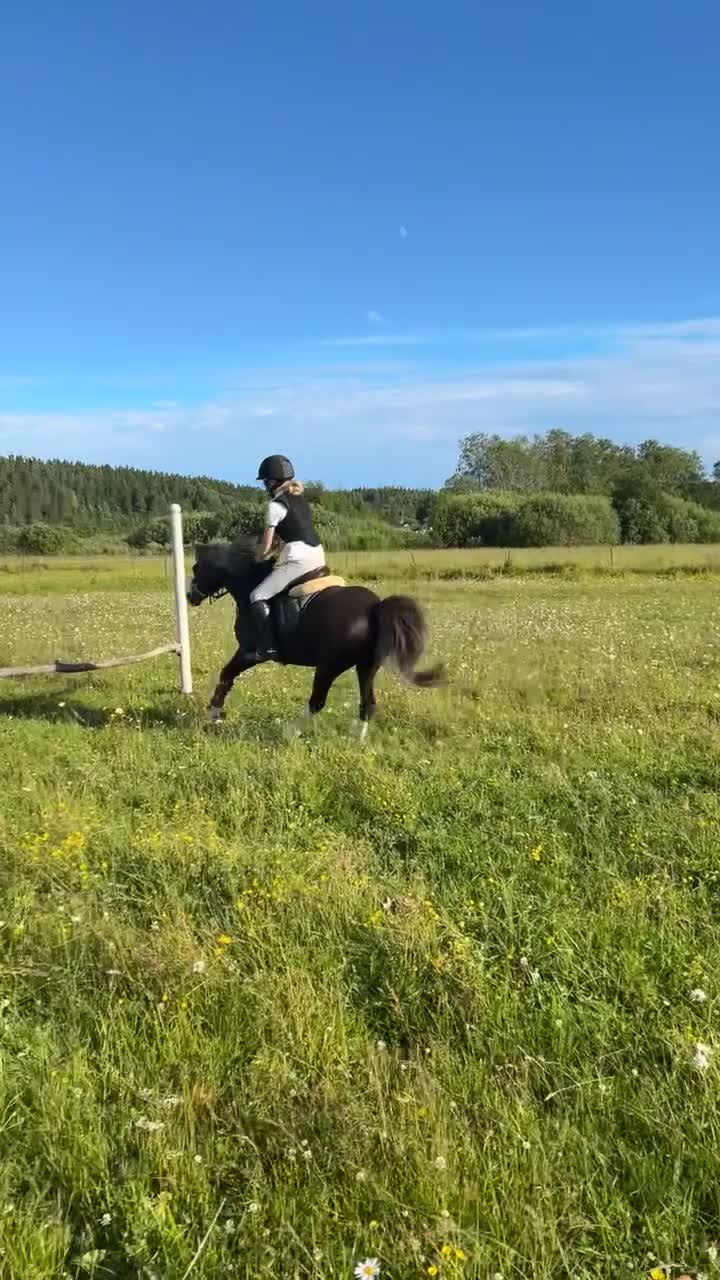 Allround hästar till salu: Fin läromästare ⭐️ - Video 1