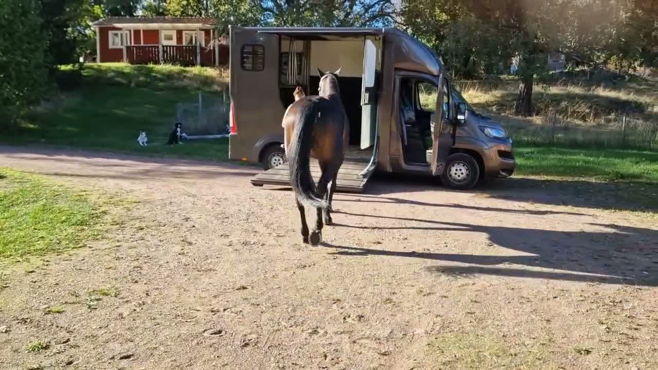 Allround hästar till salu: Världens finaste tjej söker världens bästa hem!  - Video 4