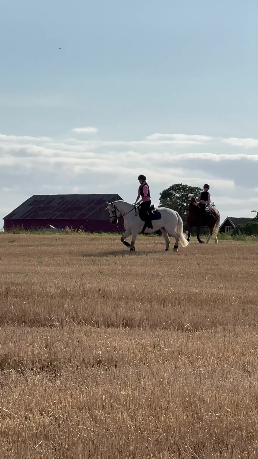 Hoppning hästar till salu: Vår bästa vän är till salu.  - Video 2