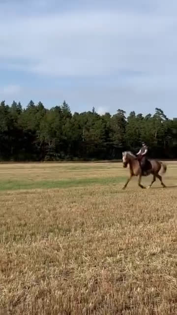 Allround hästar till salu: Guldponny söker ny bästa vän i Visby - Video 3