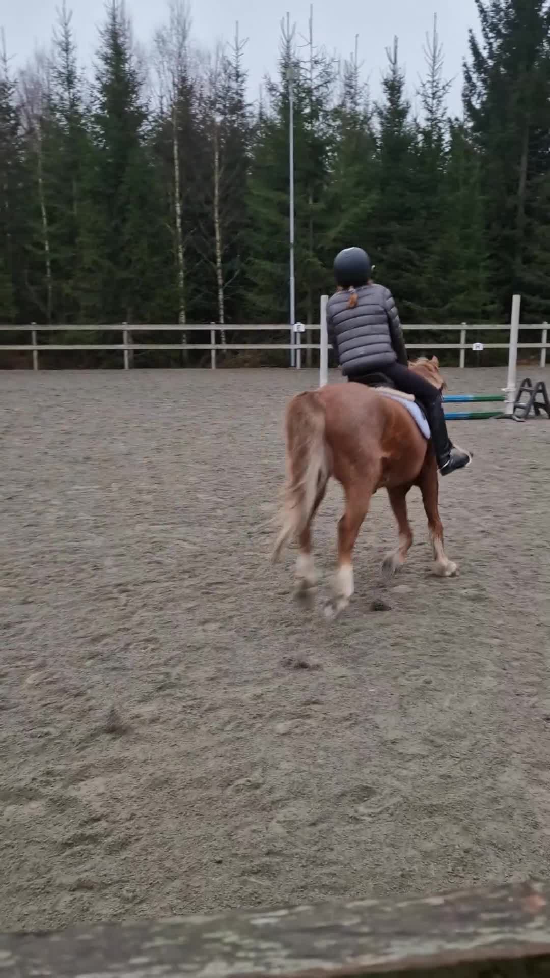 Allround hästar till salu: B-ponny letar nytt kärlekfullt hem i Tolg - Video 1