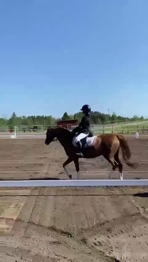 Allround hästar till salu: Nexis Xanté - Video 1