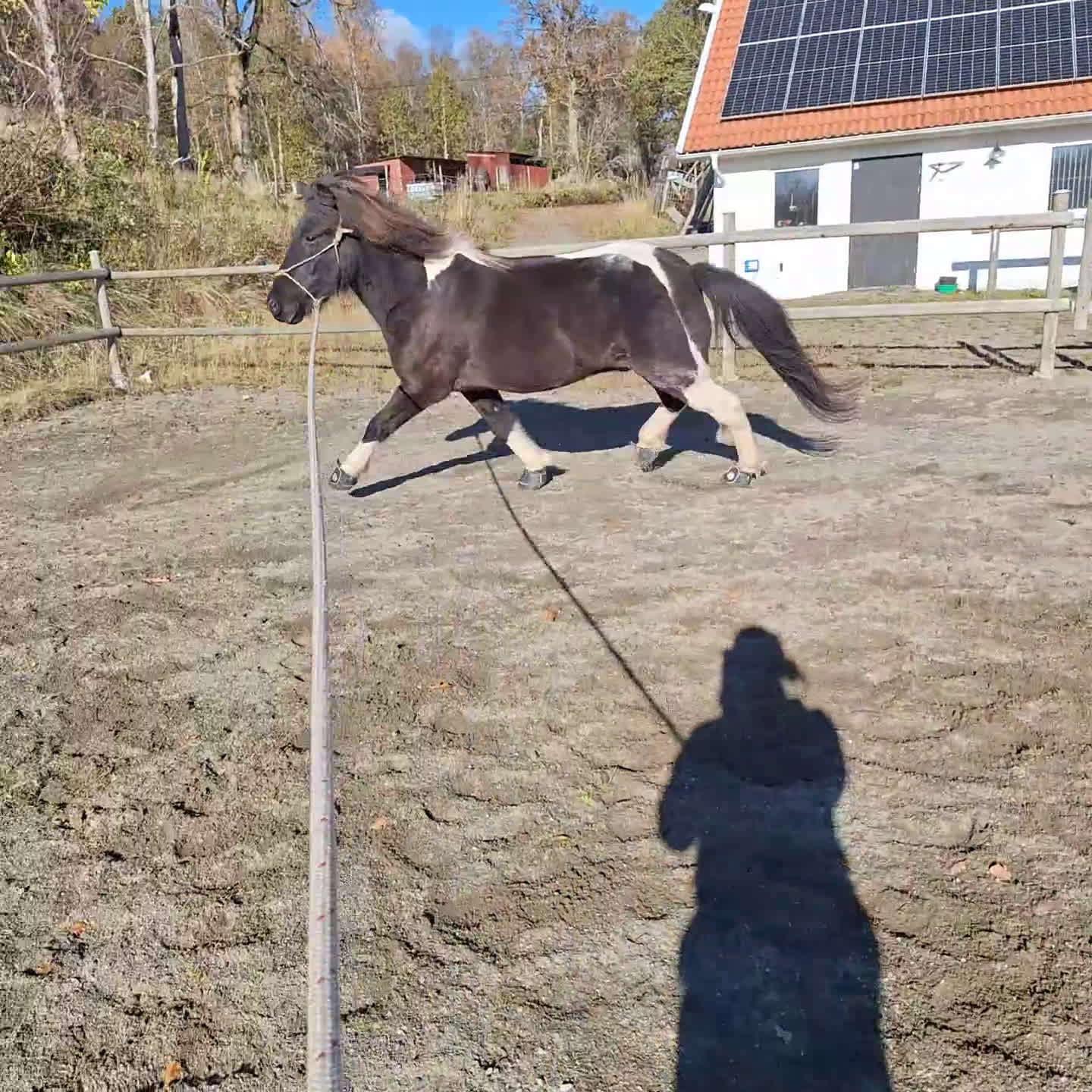 Island hästar till salu: En utmaning med stor potential!  i Tolg - Video 2