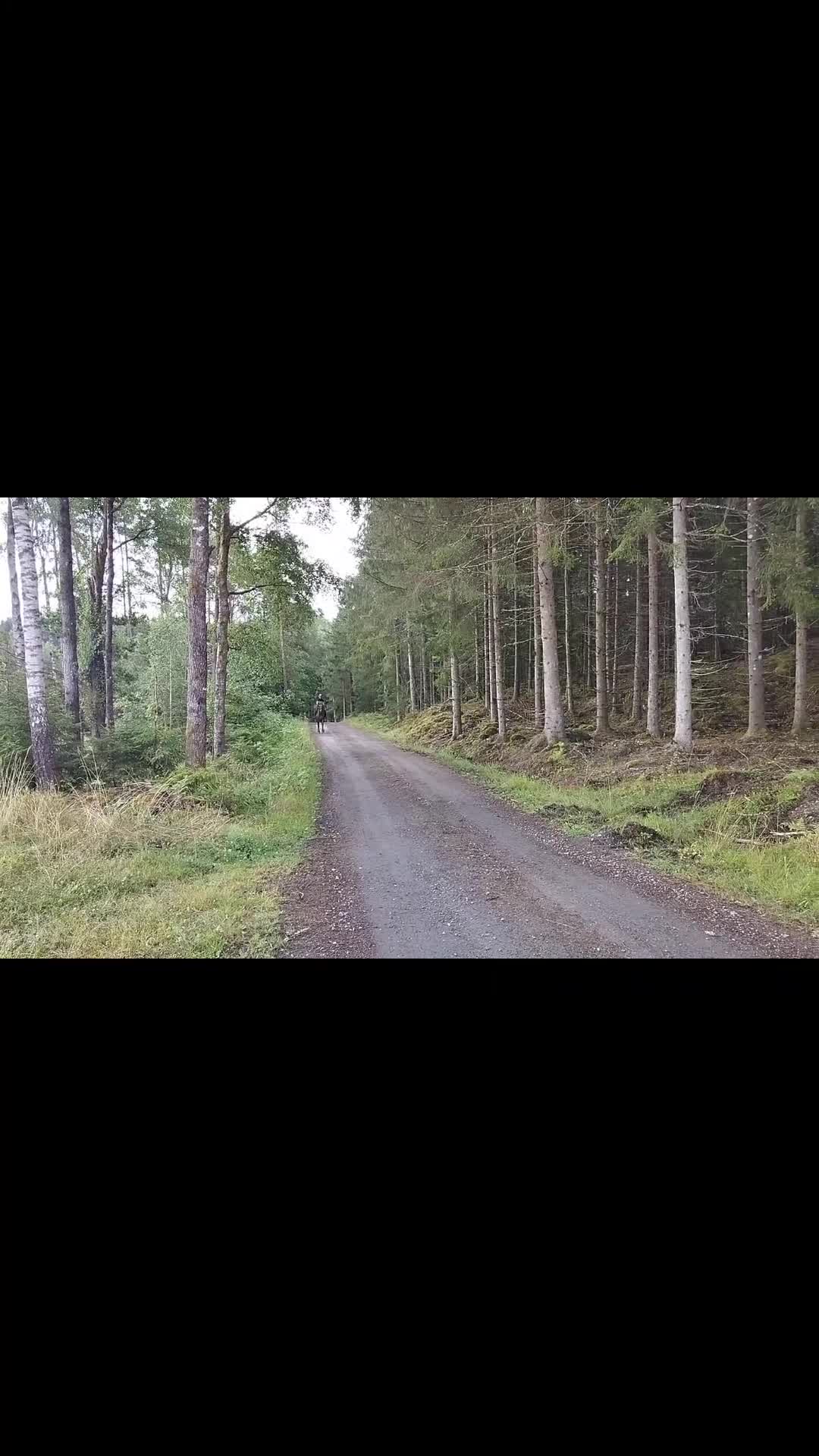 Allround hästar till salu: Hobbyhäst med potential 🌟 - Video 2