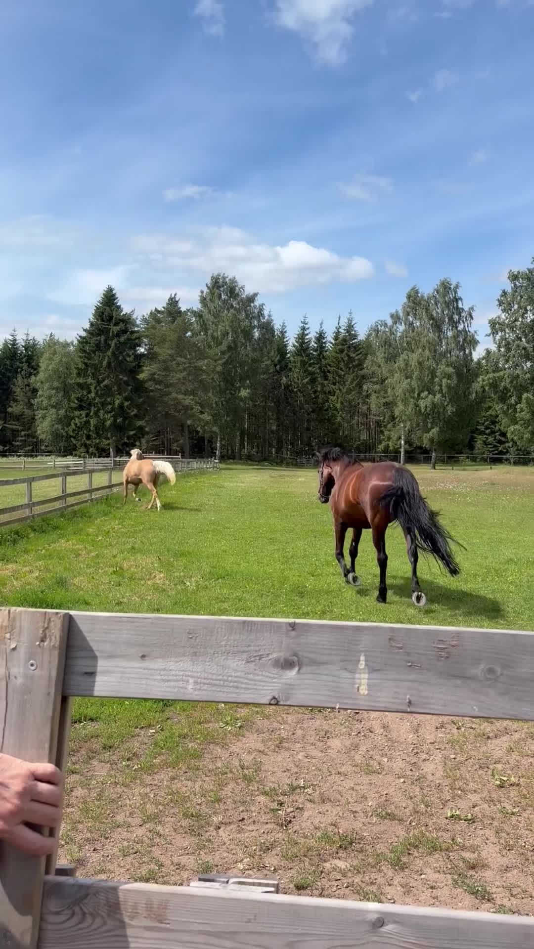 Dressyr hästar till salu: Toppklassigt dressyr sto 🐴 - Video 4