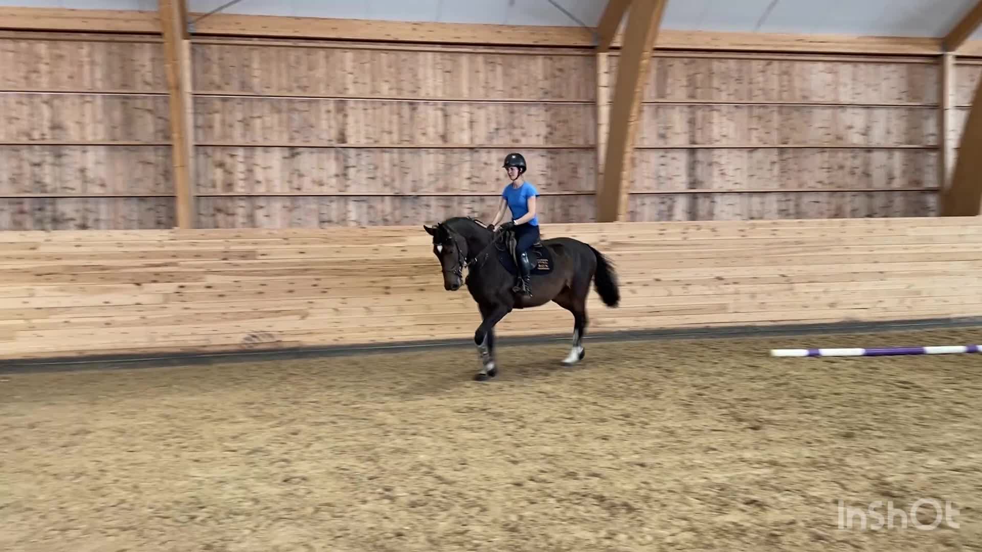 Hoppning hästar till salu: Lovande unghäst - Video 1