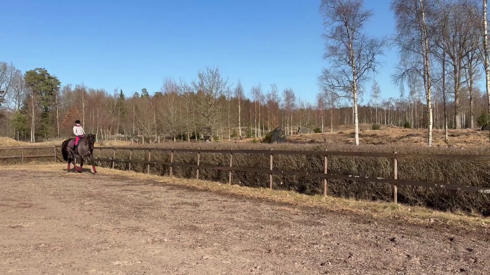 Allround hästar till salu: Lyxig hobbyhäst med utstrålning - Video 2