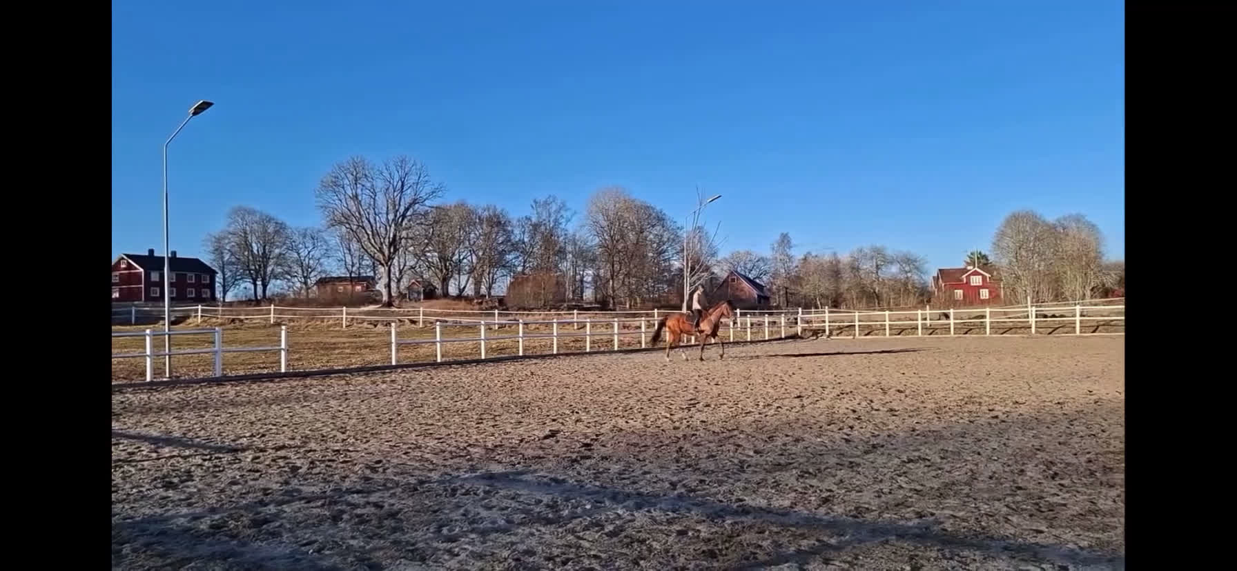 Hoppning hästar till salu: Hoppstammad 4-åring med 3 fina gångarter - Video 2