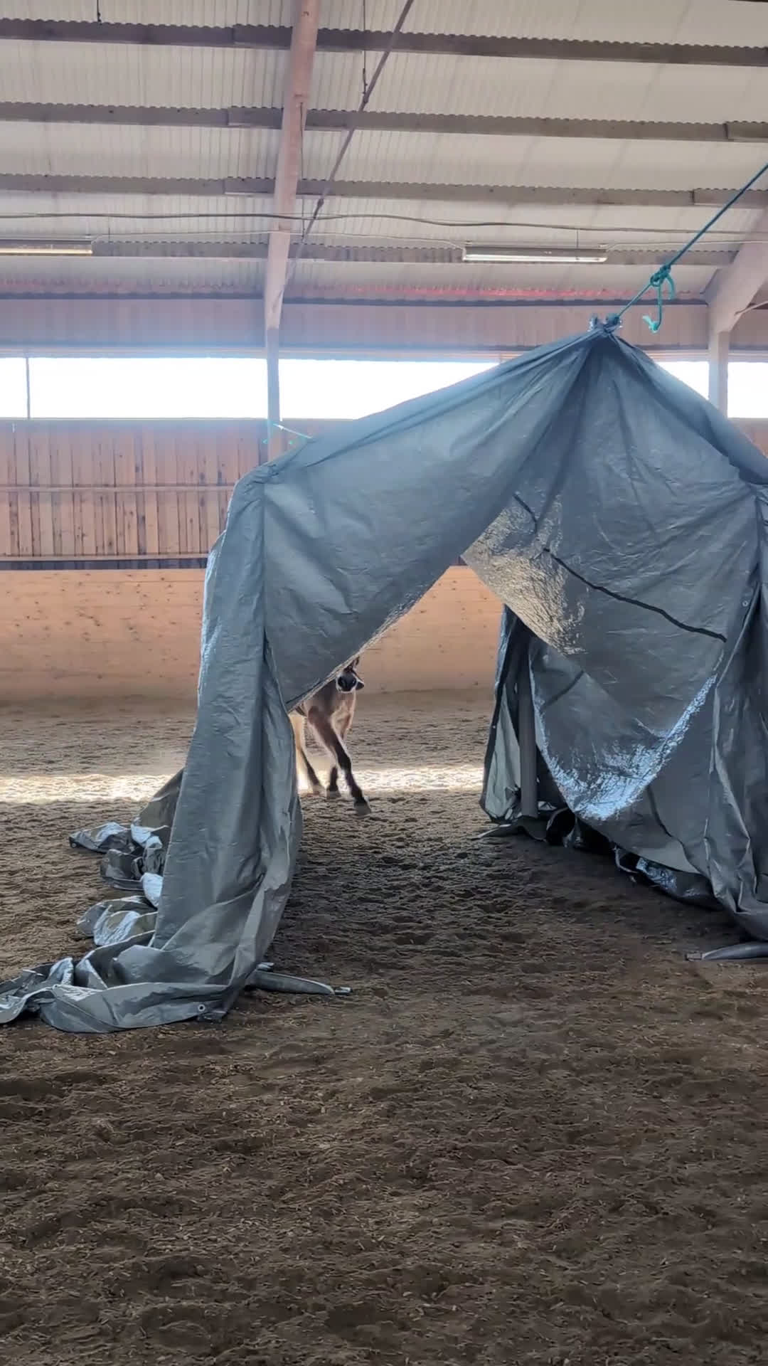 Allround hästar till salu: En ponny UTAN rävar bakom öronen  i Torshälla - Video 5