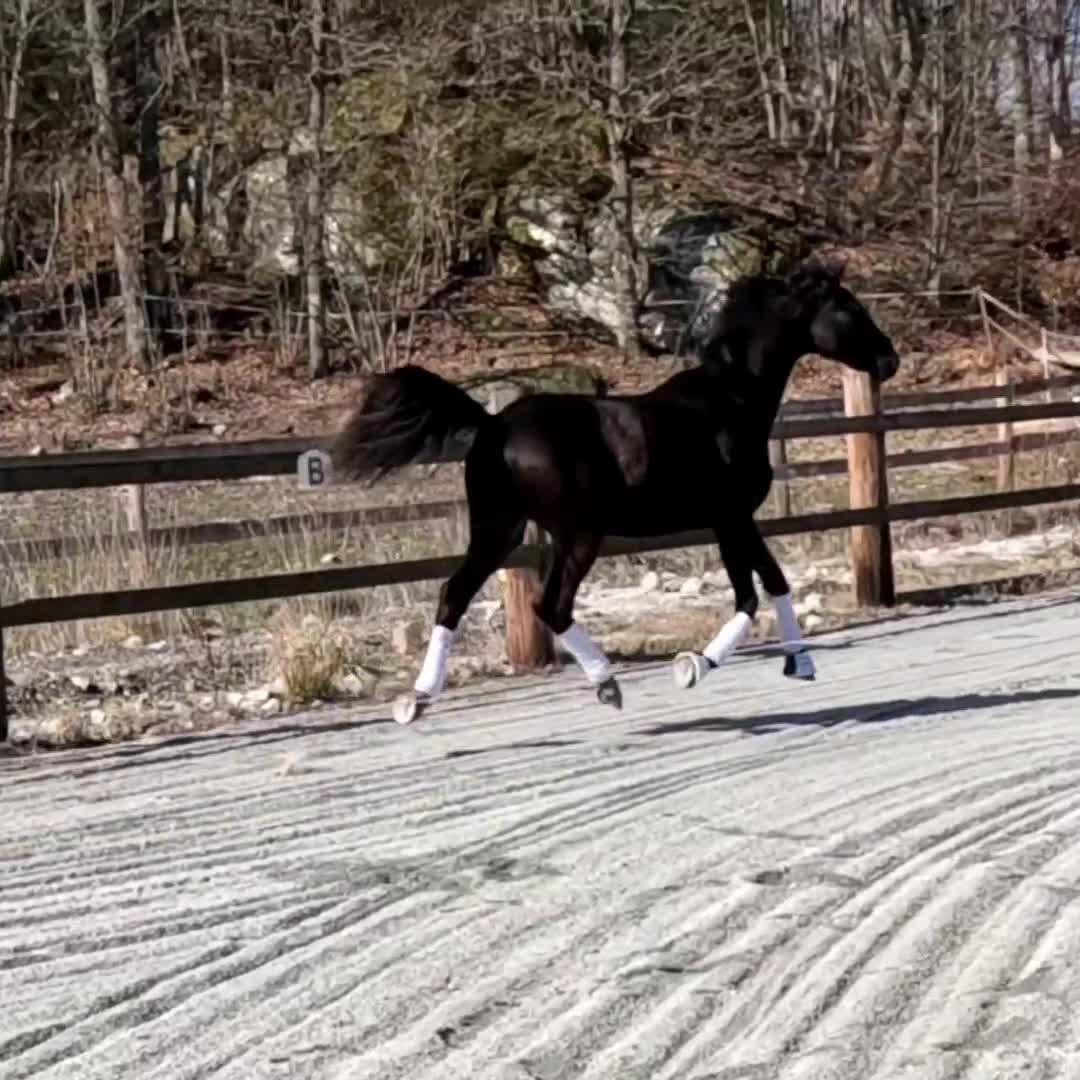 Dressyr hästar till salu: Trevlig 2 åring - Video 2
