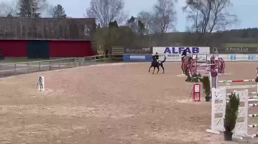 Hoppning hästar till salu: Fint SWB sto med mycket hopp i sig - Video 1