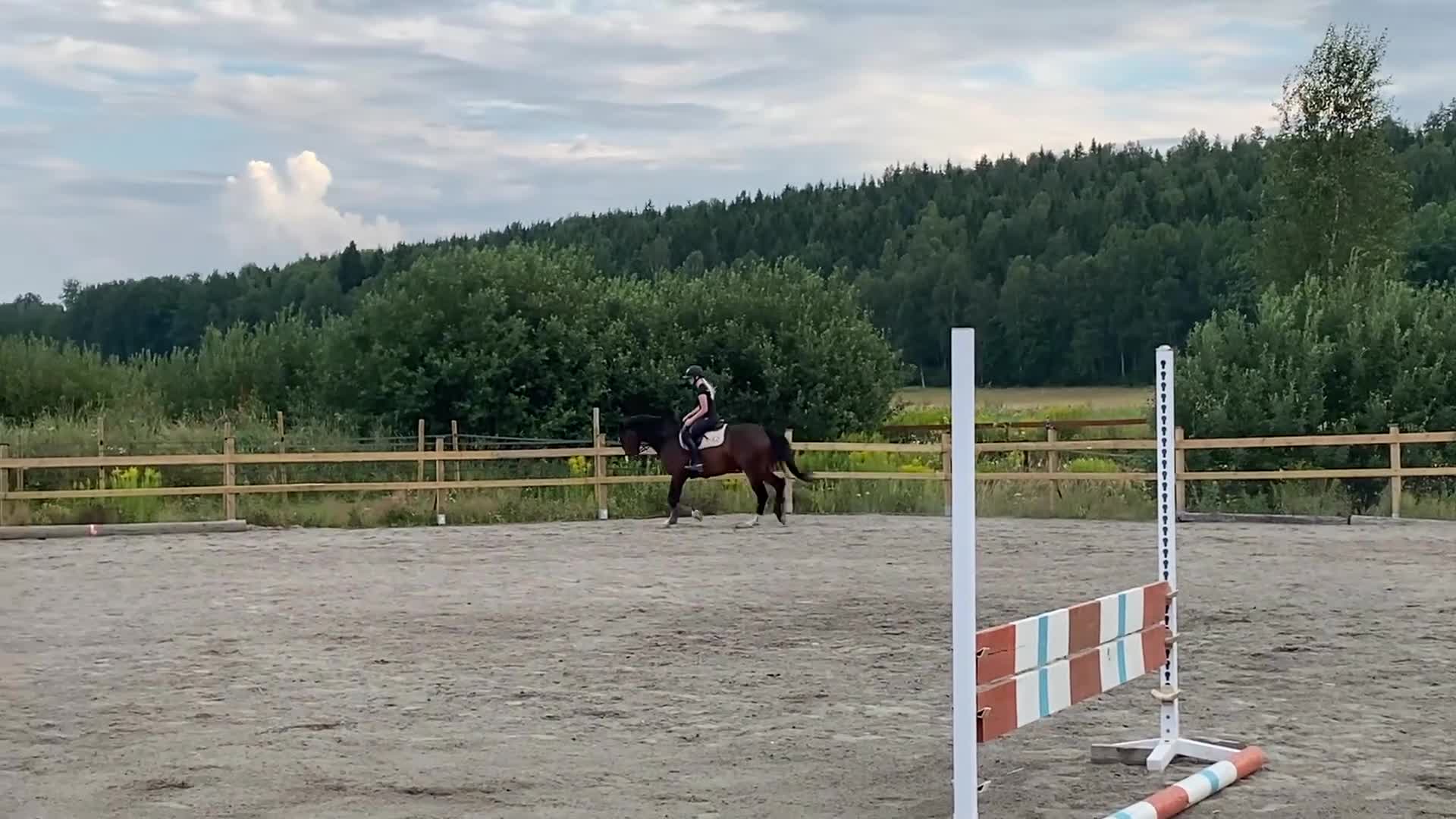 Allround hästar till salu: SWB valack söker rutinerad ryttare  - Video 4