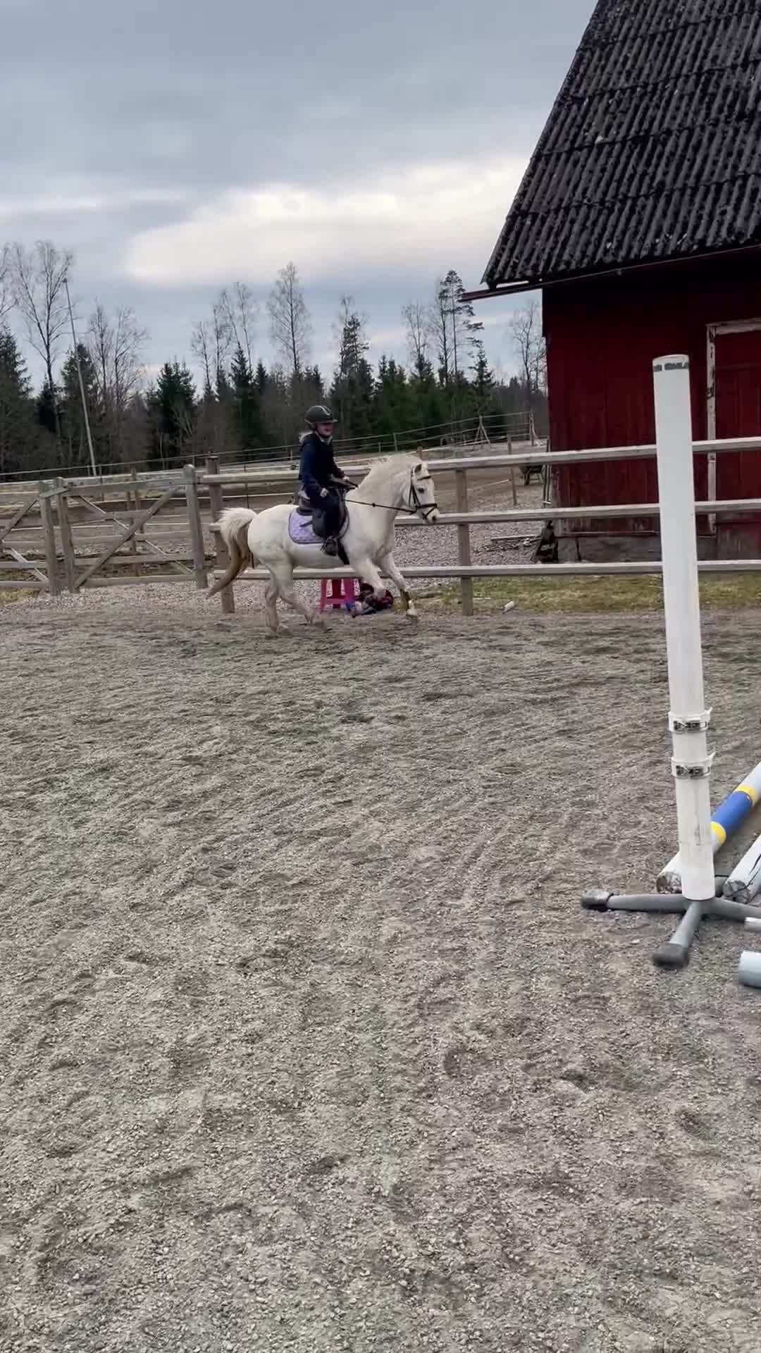 Allround hästar till salu: Toppen snäll barnponny - Video 3