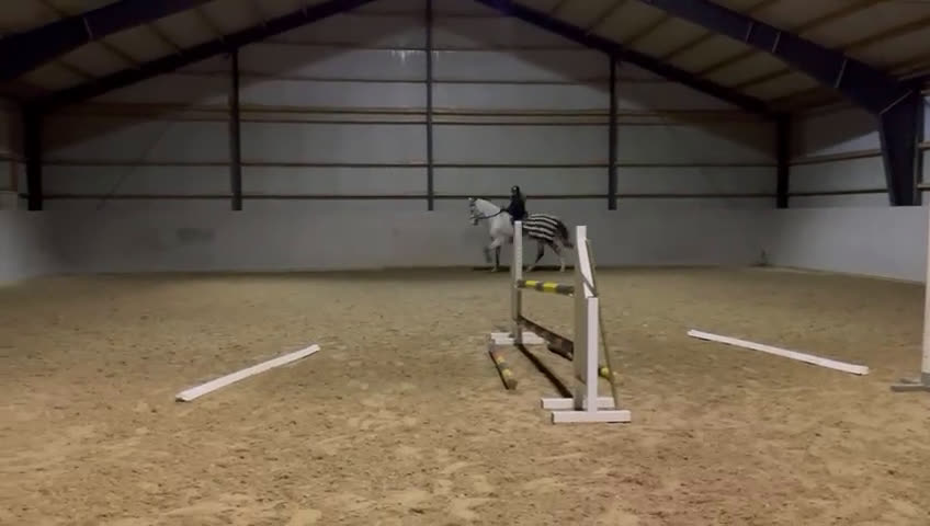 Hoppning hästar till salu: Modig med mkt kapacitet - Video 4