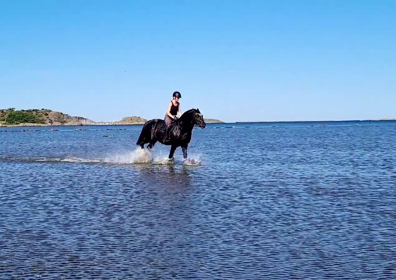  stallplats finnes: Plats på lösdrift finns i Kungsbacka - Video 2