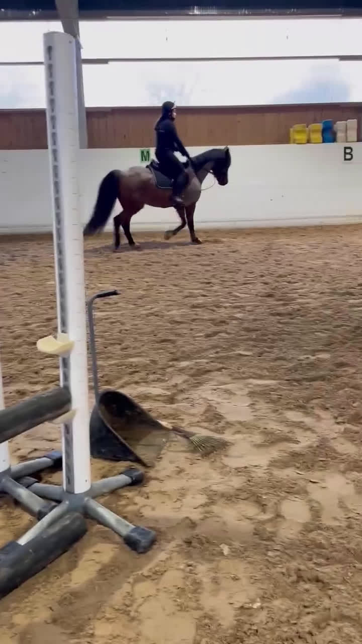  hästservice finnes: Utbilning/Försäljning med gedigen grundutbildning - Video 3