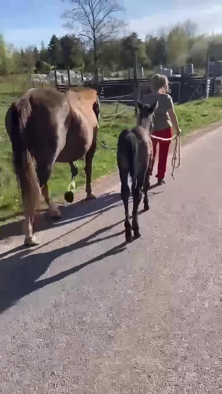 Western hästar till salu: Sista chansen att köpa avkomma e. Runing Playboy  - Video 1