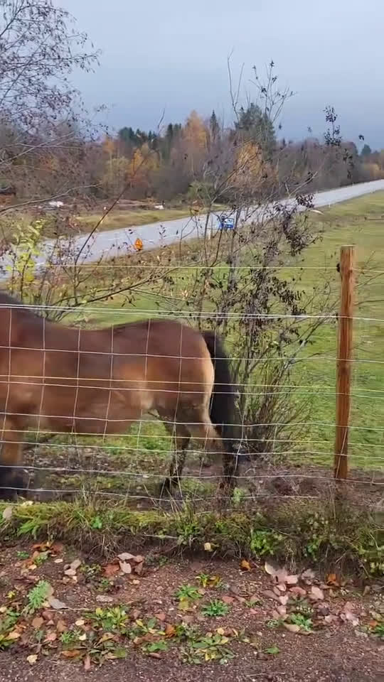 Körning hästar till salu: Väl inkörd valack. Bruks/ponnytrav. i Vikarbyn - Video 1