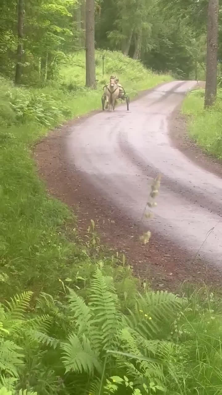 Allround hästar till salu: Välarbetad unghäst  i Östansjö - Video 4