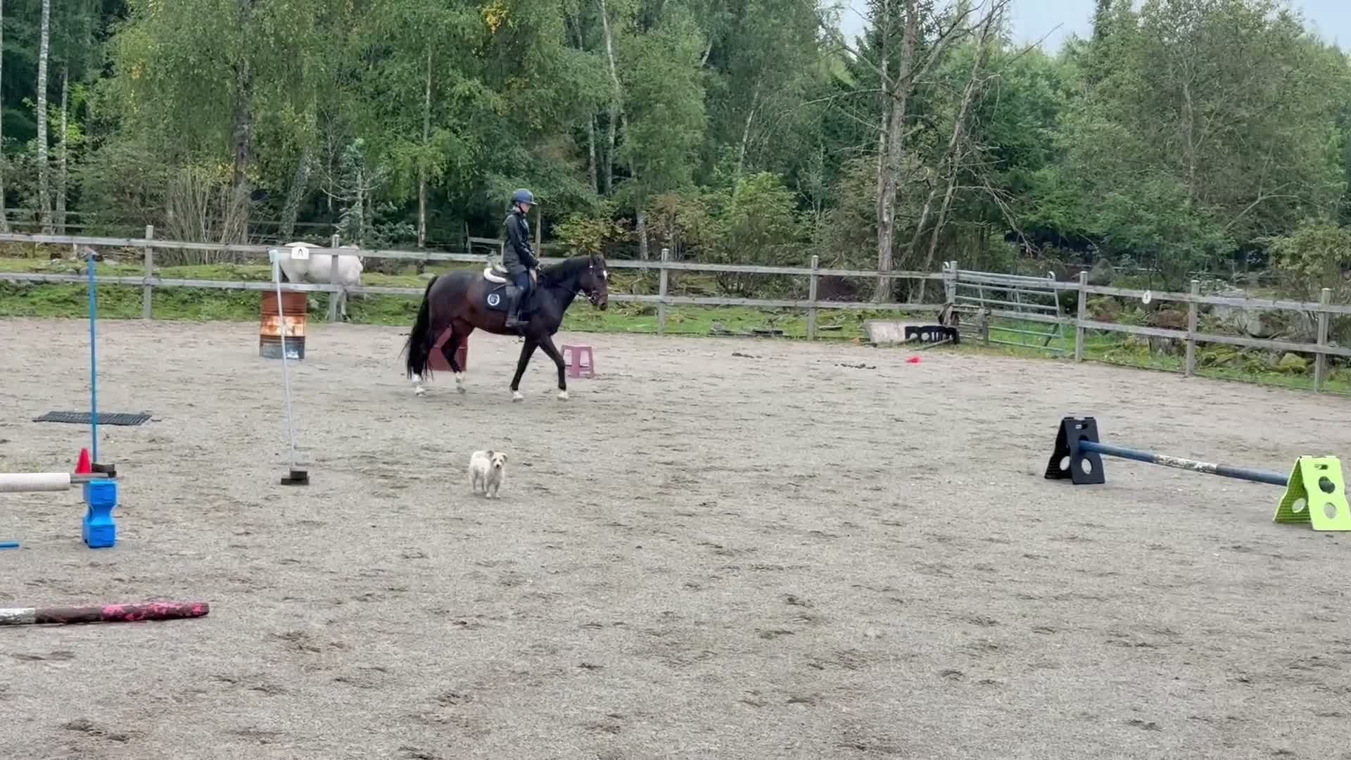 Allround hästar till salu: Vacker & charmig kille m massa potential. - Video 5