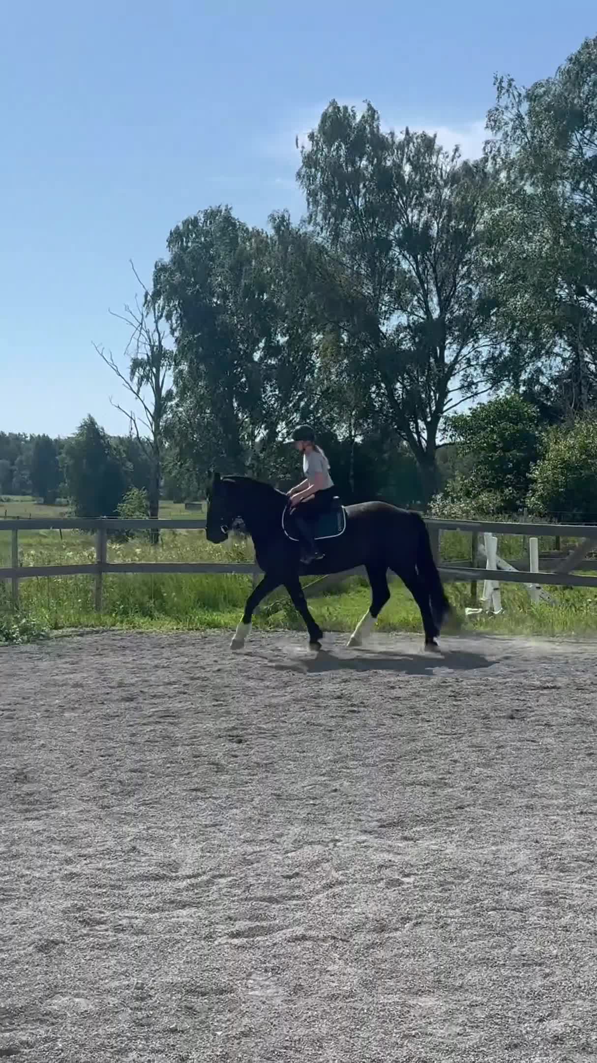 Allround hästar till salu: Snäll & okomplicerad bästa vän  - Video 2