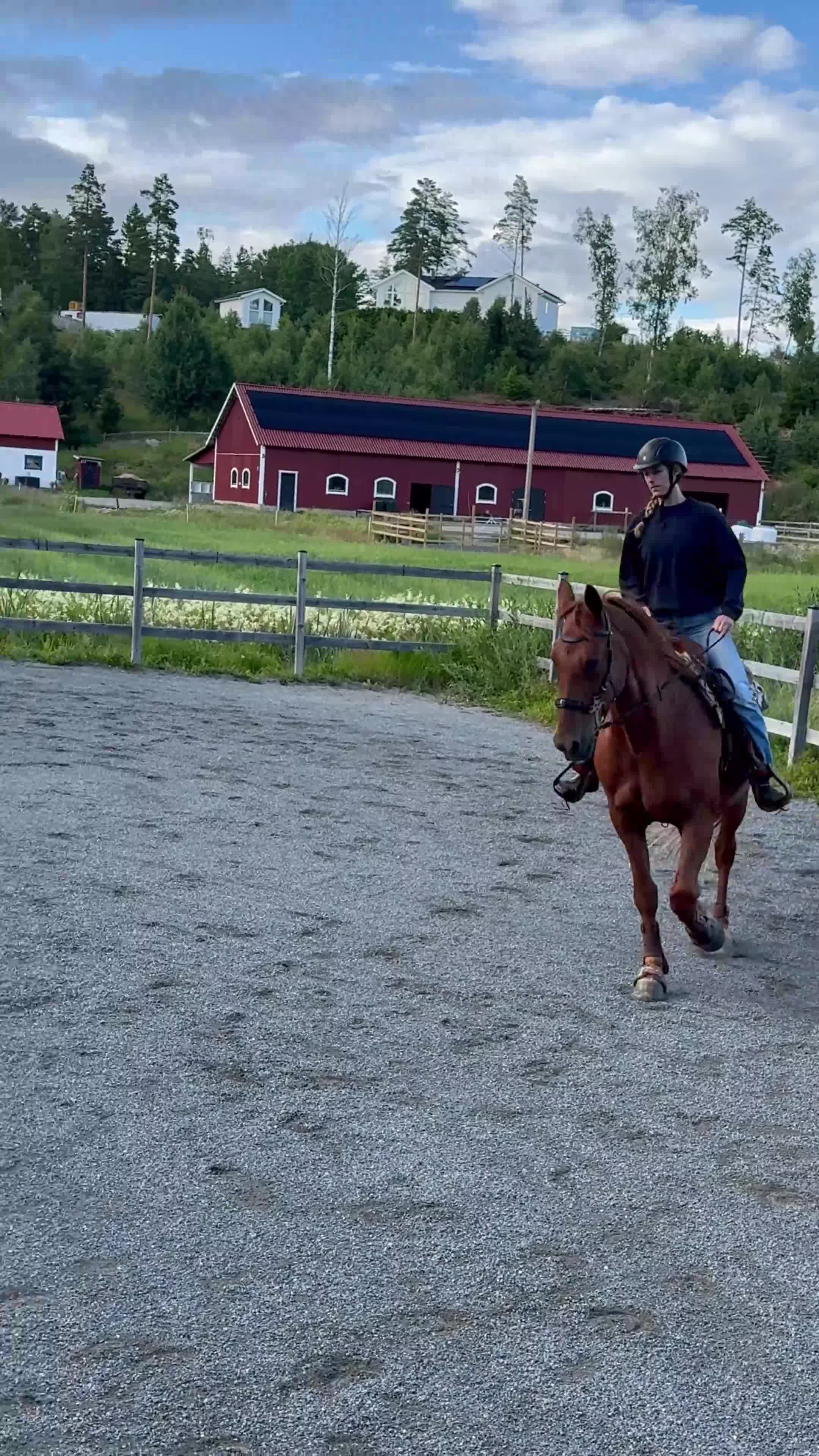 Allround hästar till salu: Charmiga Bosse söker sitt nya drömhem ❤️ - Video 1
