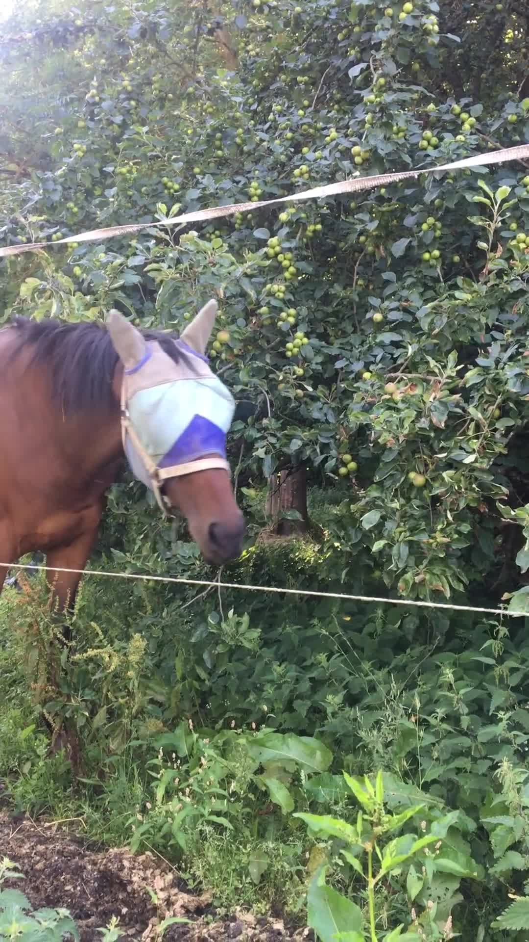  stallplats finnes: Stallplats box boxplats Malmö - Video 2