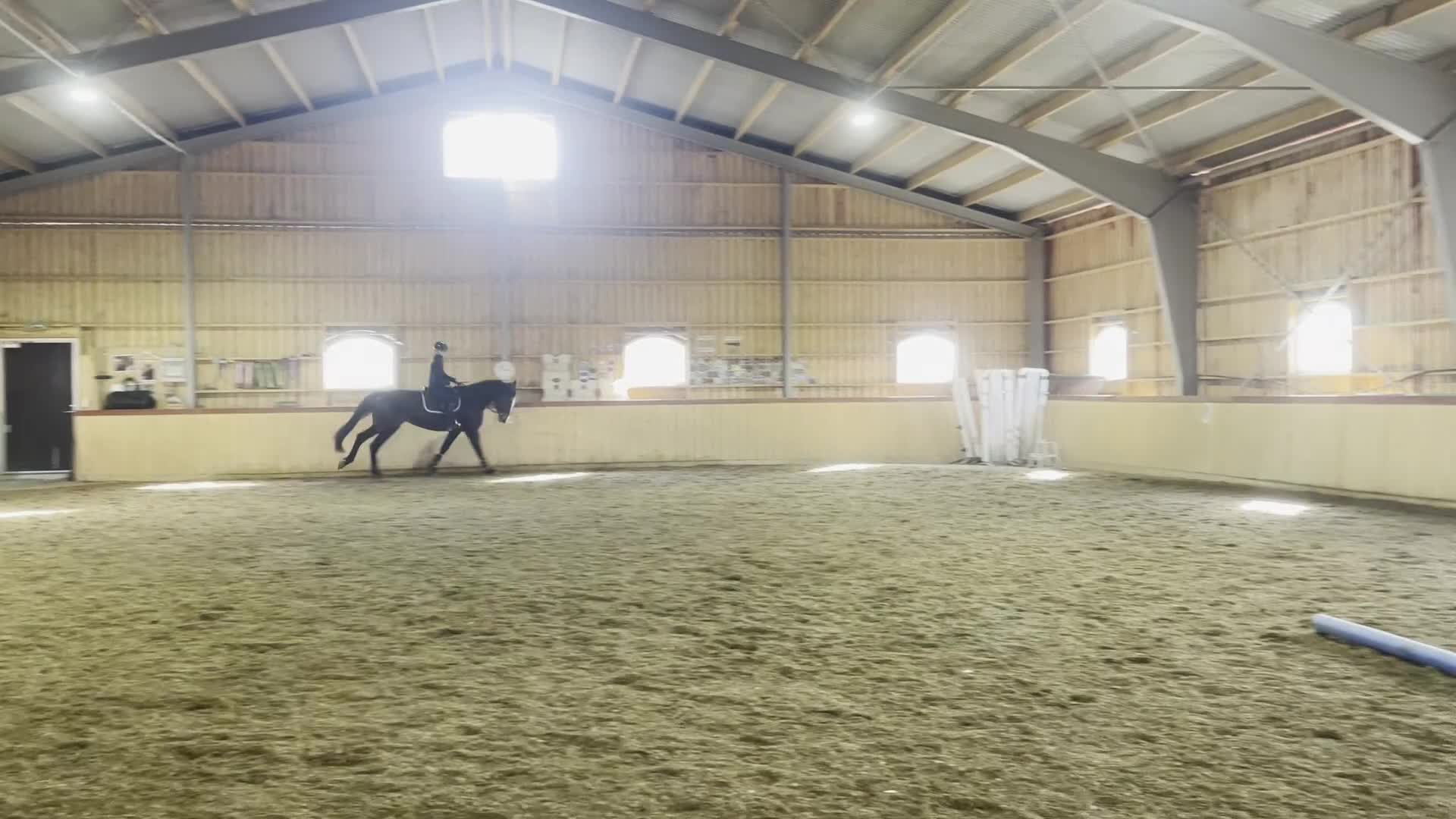 Hoppning hästar till salu: SWB-sto e. Zezar Hästak (Casanova) ue. Heartbeat - Video 1