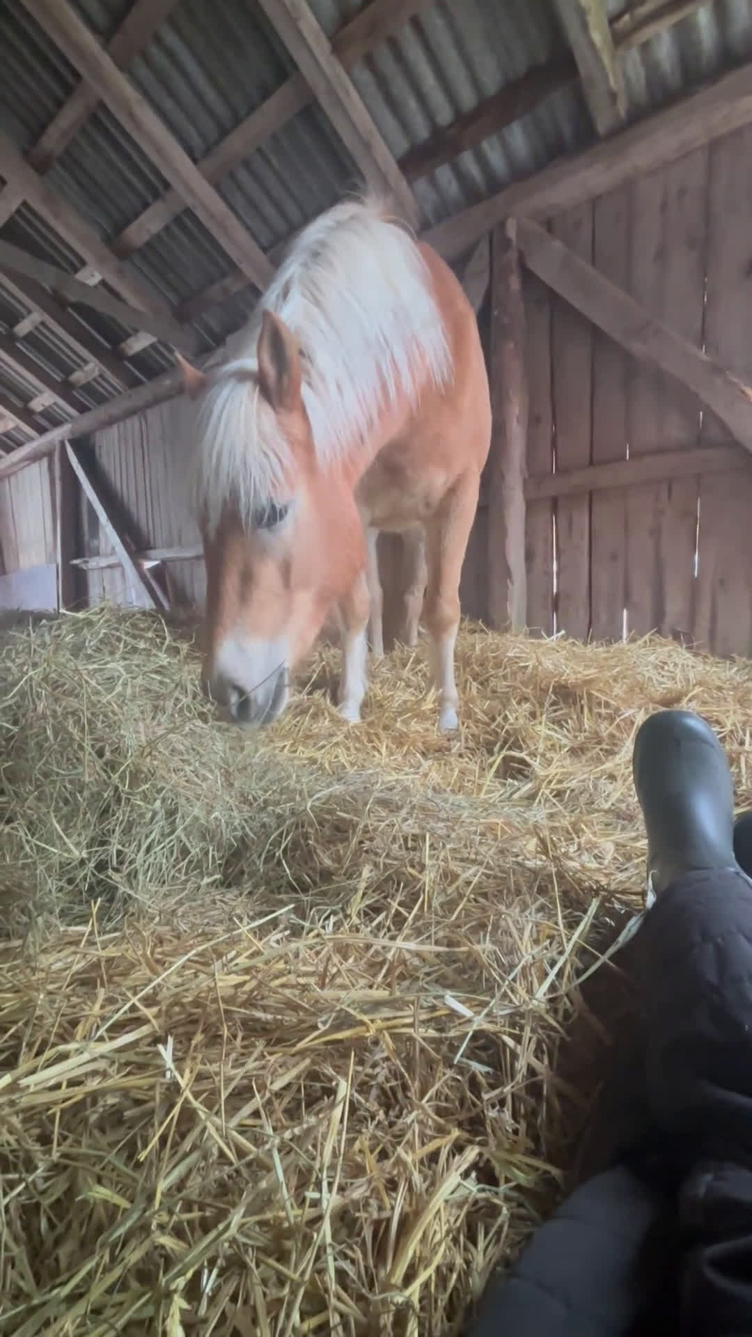 Allround hästar till salu: Fantastisk tjej att forma själv  i Bälinge - Video 1