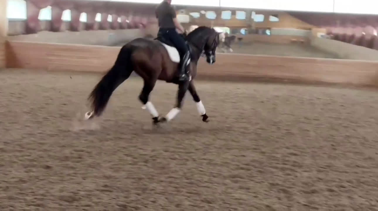 Dressyr hästar till salu: YR-häst men även perfekt dam-häst!! i Märsta - Video 3