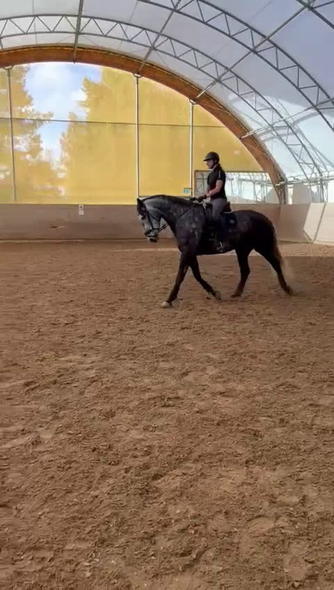 Dressyr hästar till salu: Fantastisk 7-årig PRE-valack till salu ✨  i Bergshamra - Video 2