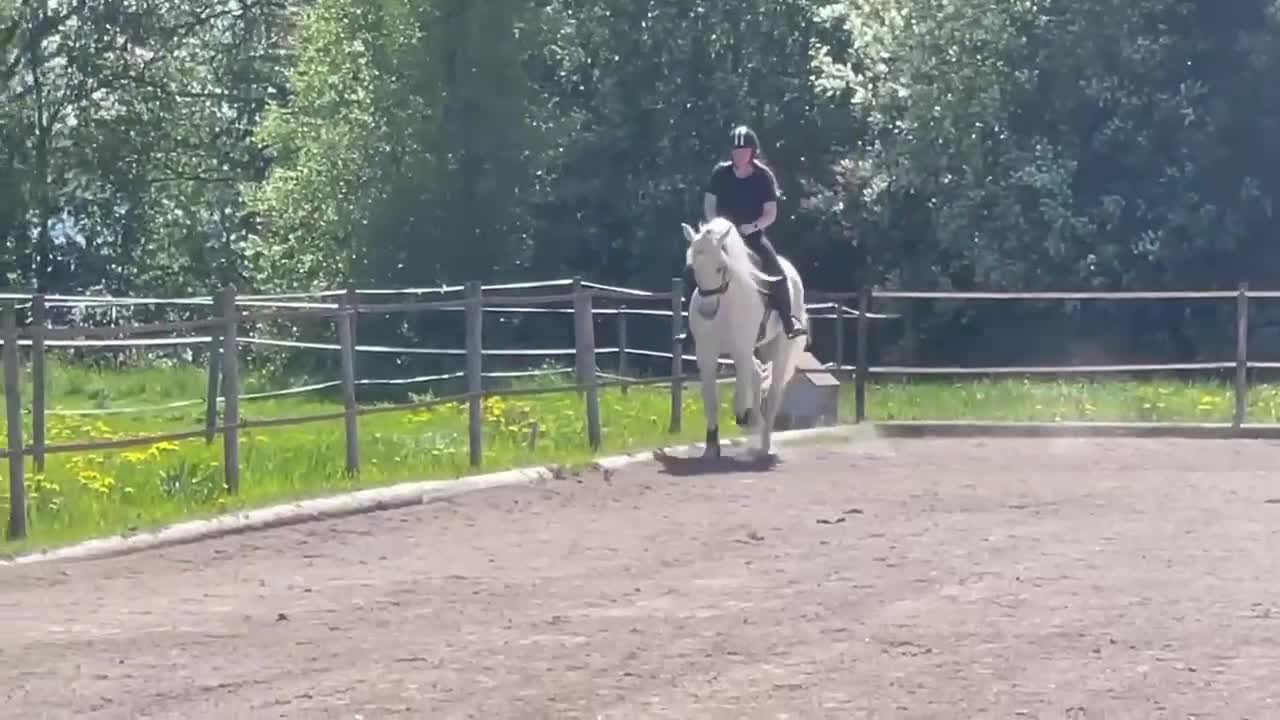 Dressyr hästar till salu: Uttrycksfull och mycket vacker lusitano - Video 3