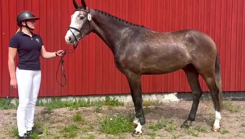 Hoppning hästar till salu: Fin hopphäst till förmånligt pris  - Video 2