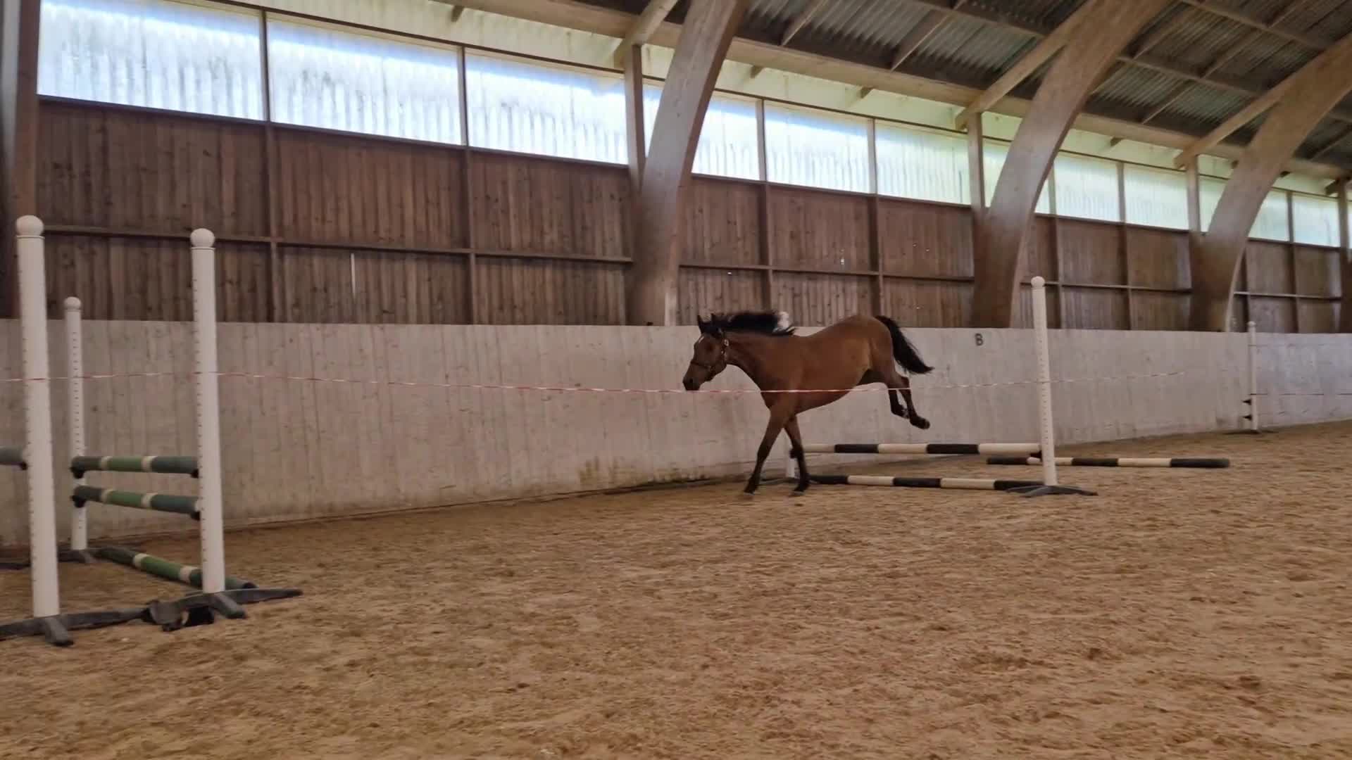 Hoppning hästar till salu: Lovande sto med toppstam ✨️ - Video 2