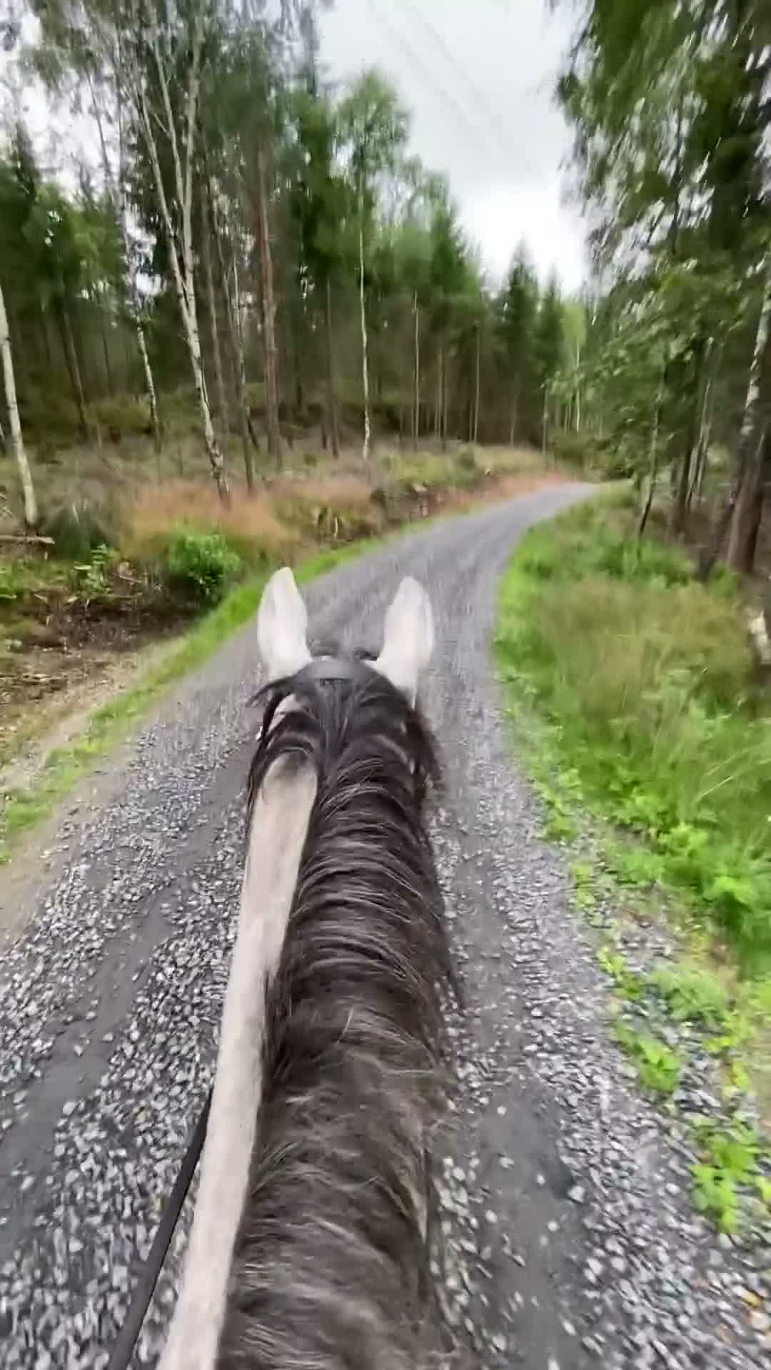  medryttarhäst finnes: Söker medryttare i Skara  i Axvall - Video 1