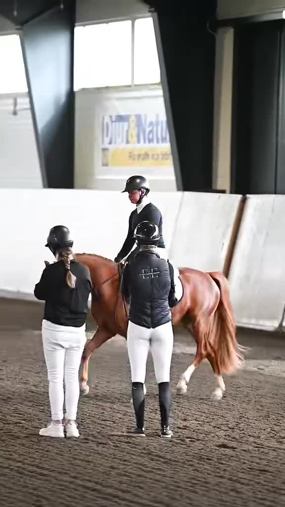 Hoppning hästar till salu: Framtida stjärna söker ny ryttare - Video 2