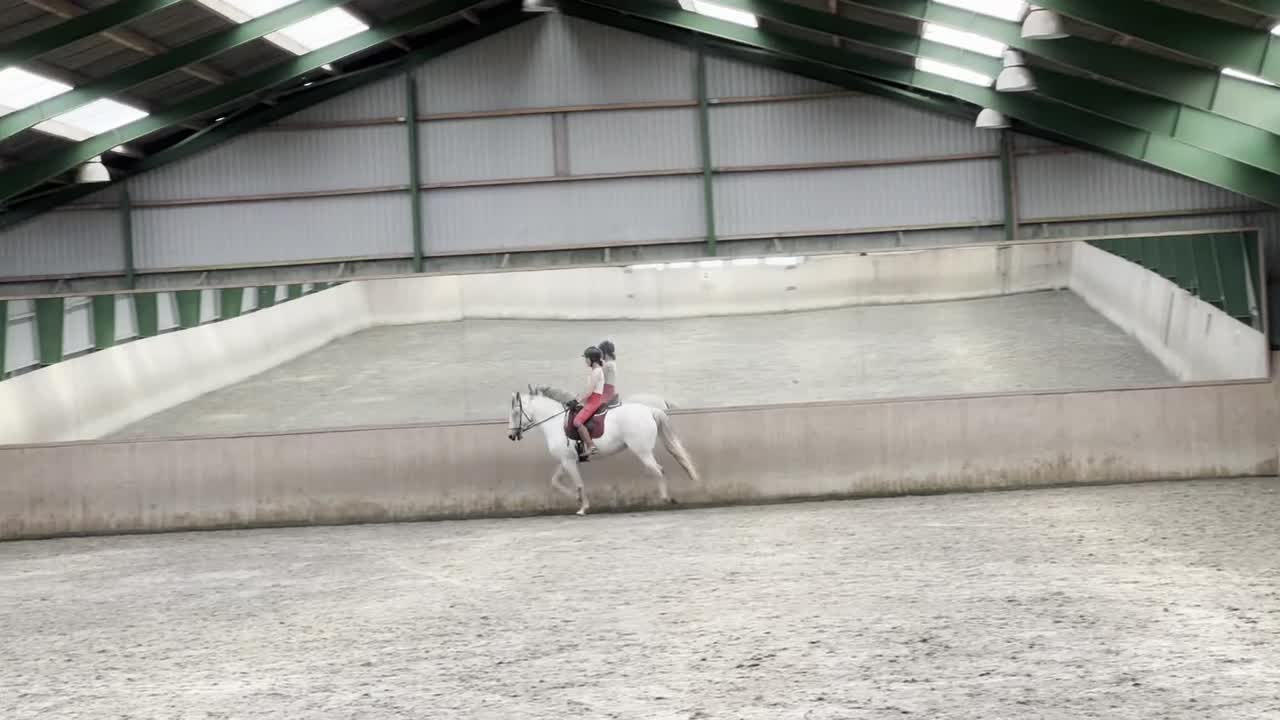Dressyr hästar till salu: Beautiful and energetic - well trained Lusitano - Video 2