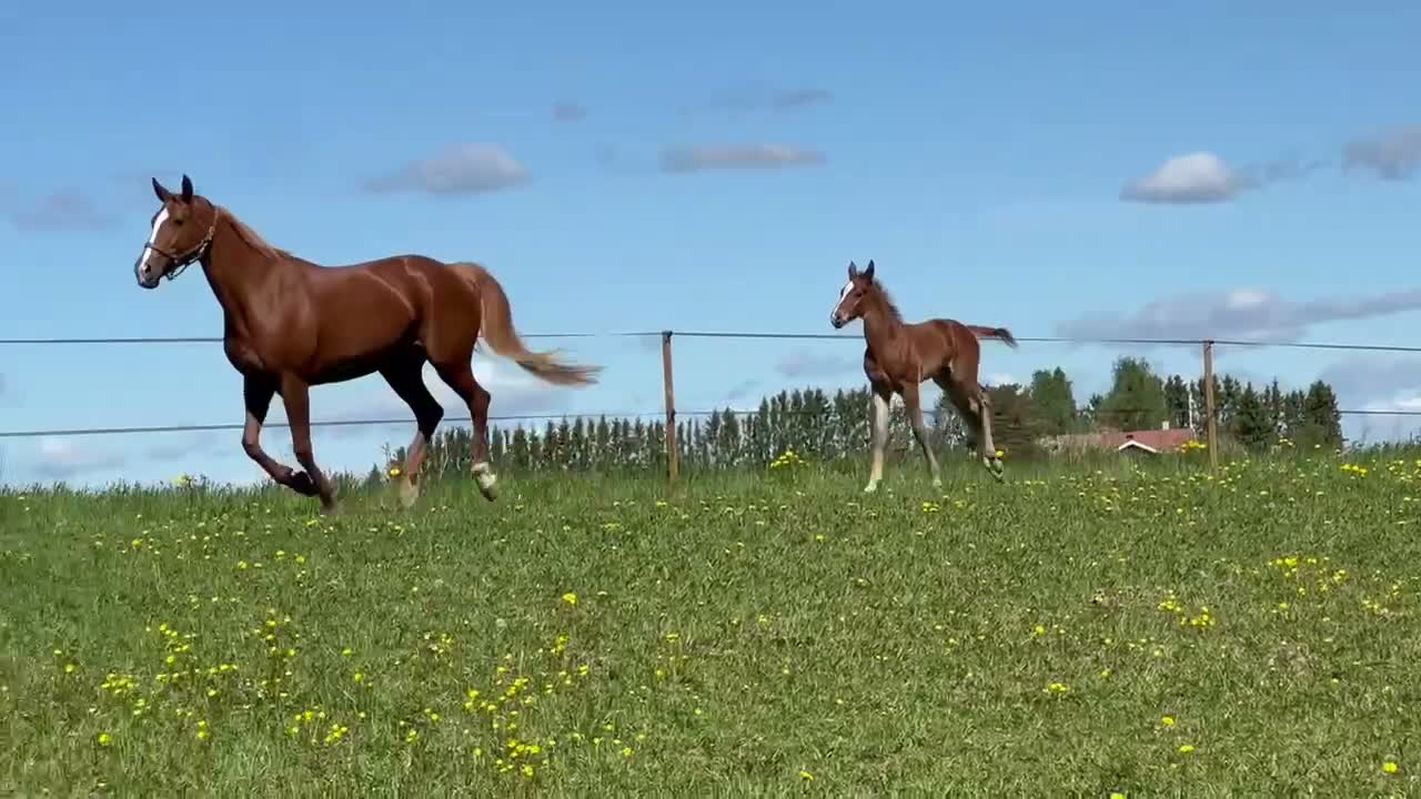 Hoppning hästar till salu: Toppstammad hingst föl syskon i svår klass  - Video 1