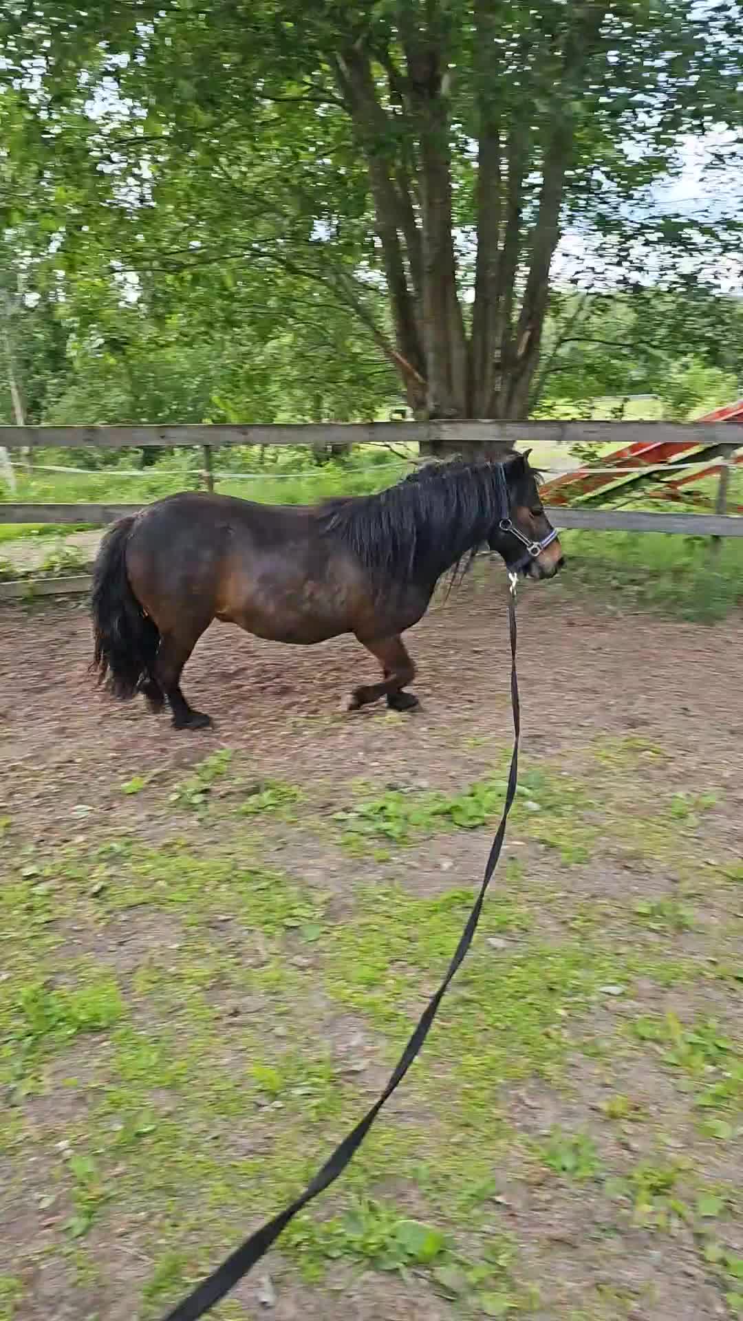 Allround hästar till salu: Snäll, trygg och trafiksäker häst säljes - Video 3