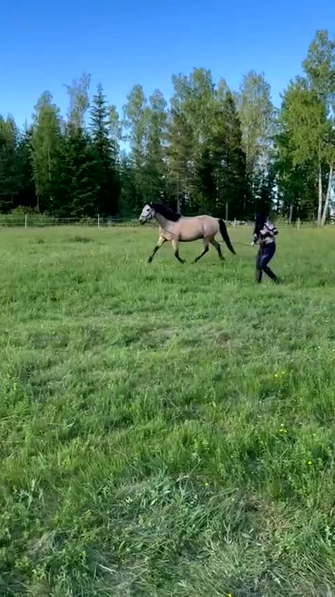 Dressyr hästar till salu: Spansk iberkorsning - Video 2