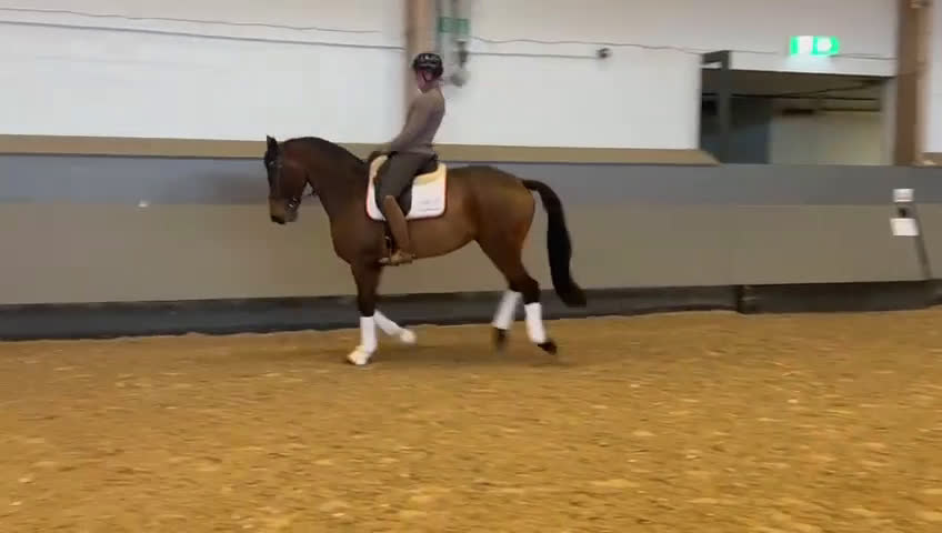 Allround hästar till salu: Lyxig Allround häst - Video 3