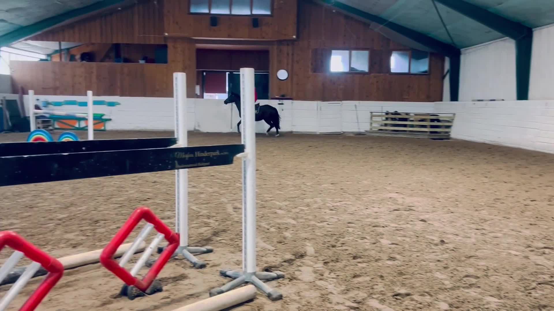 Allround hästar till salu: Trevligt sto f 21 e:Diero lux N - Video 2