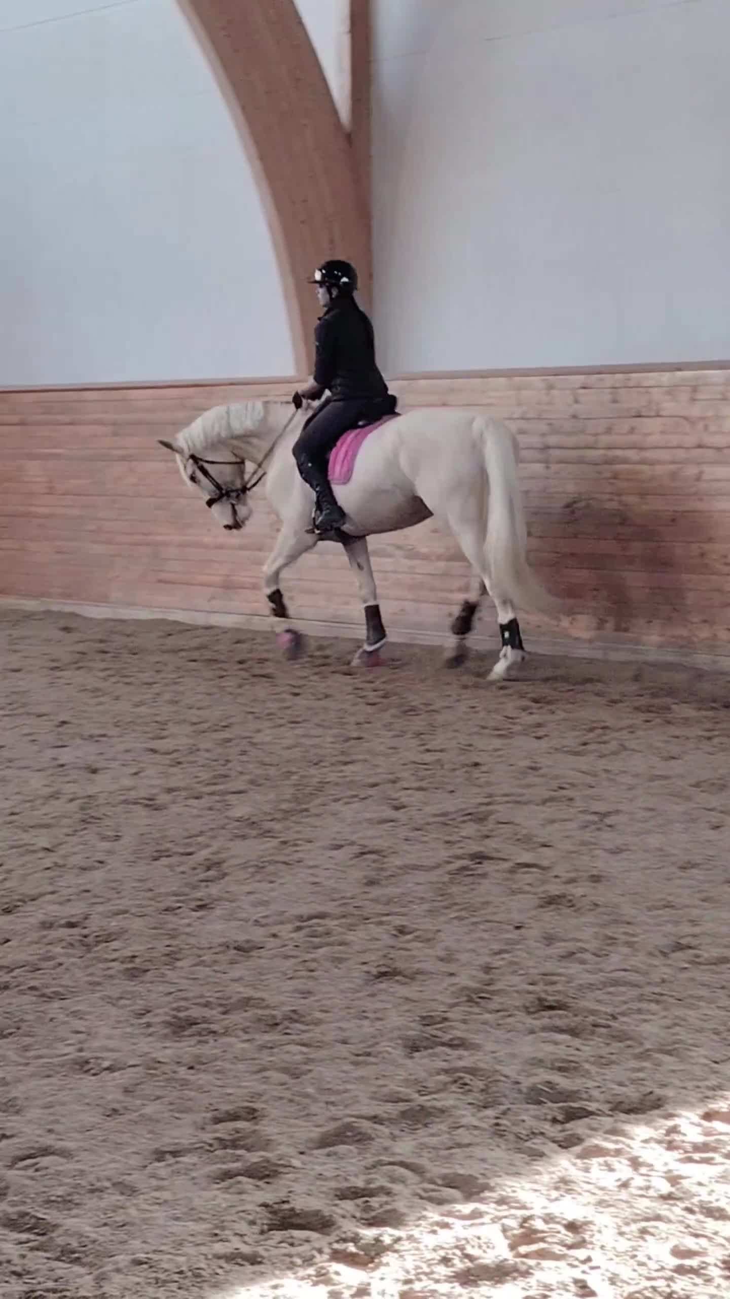 Allround hästar till salu: Stort hjärta, mycket kapacitet och ett blickfång.  - Video 1